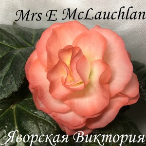  Mrs-E-McLauchlan. 