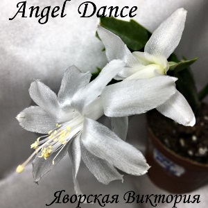  Angel Dance 