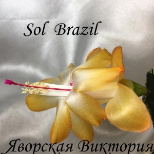  Sol Brazil 