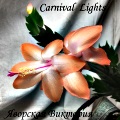  Carnival Lights 