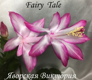  Fairy Tale 