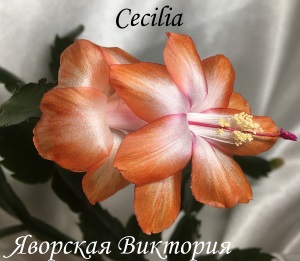  Cecilia 