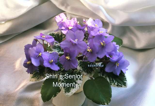  Shirl`s Senior Moment 