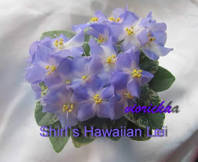  Shirl`s Hawaiian Lei 