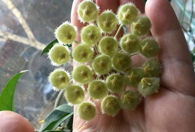  Hoya Mirabilis clone A 