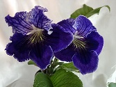 Стрептокарпус Dem-Blue Clover, 133