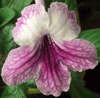 Стрептокарпус Orchid Lace