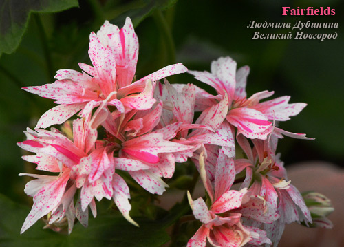 Fairfield пеларгония Fairfield пеларгония
