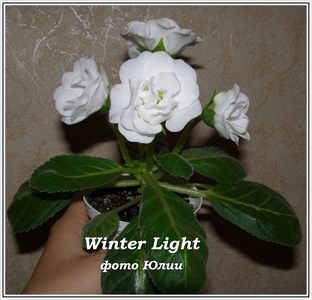  Winter Light () 