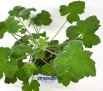 Пеларгония Tomentosum