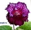 Стрептокарпус Dem-Цыганский Барон, 97