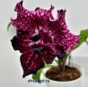 Стрептокарпус Dem-Night Rose, 152