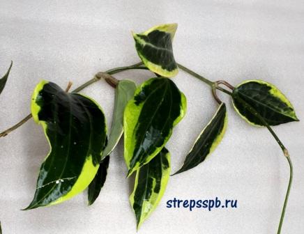  Macrophylla albomarginata 