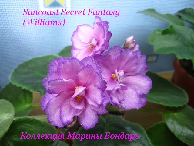  Suncoast Secret fantasy 
