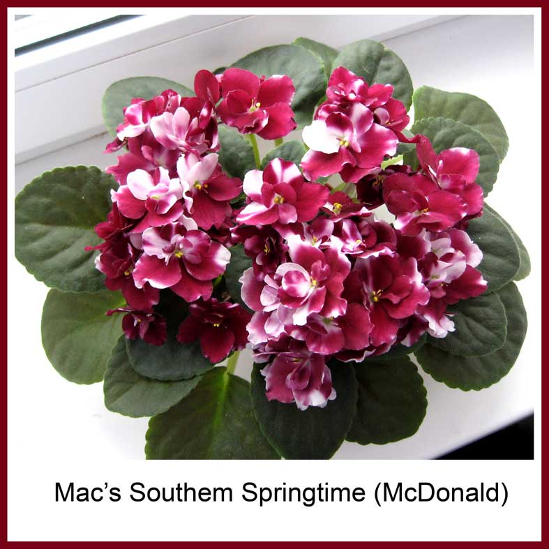 Macs Southern Springtime Фиалка Фото