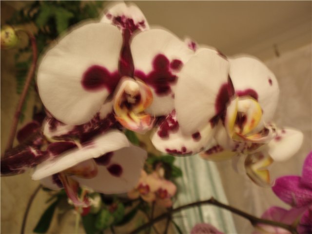  Phalaenopsis Elegant Polka Dots 