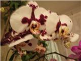  Phalaenopsis Elegant Polka Dots