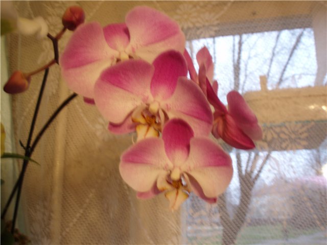  Phalaenopsis 