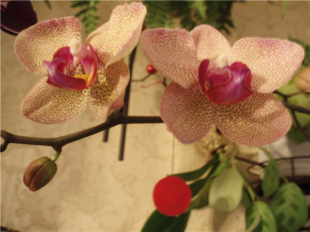  Phalaenopsis 