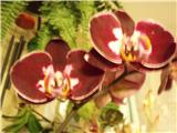  Phalaenopsis  Ever Spring 'King David'