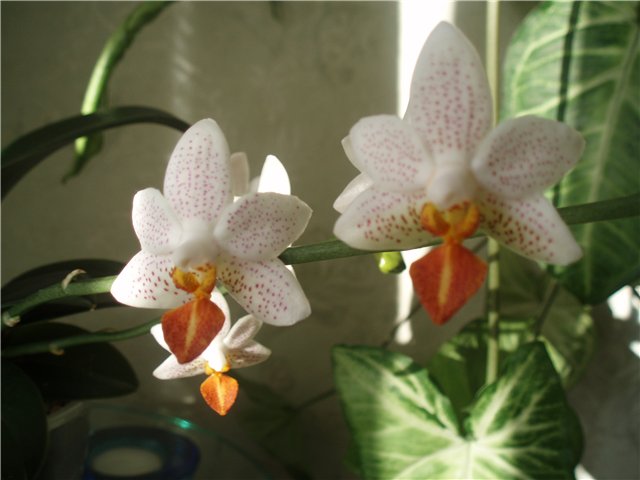  Phalaenopsis Mini Mark 'Maria Theresa' 