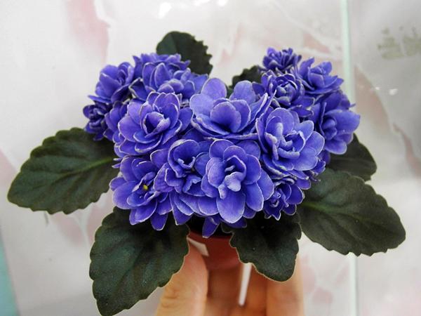 Ness Blue Фиалка Фото Ness Blue Фиалка Фото