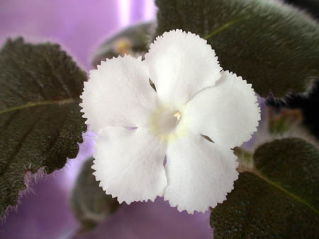  Lilacna Panama White 