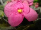 Фиалка Ella's Peach Blossons