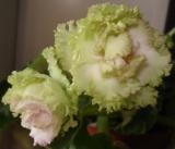 Фиалка Island Rose