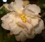 Фиалка Sunkissed Rose