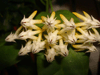  Multiflora