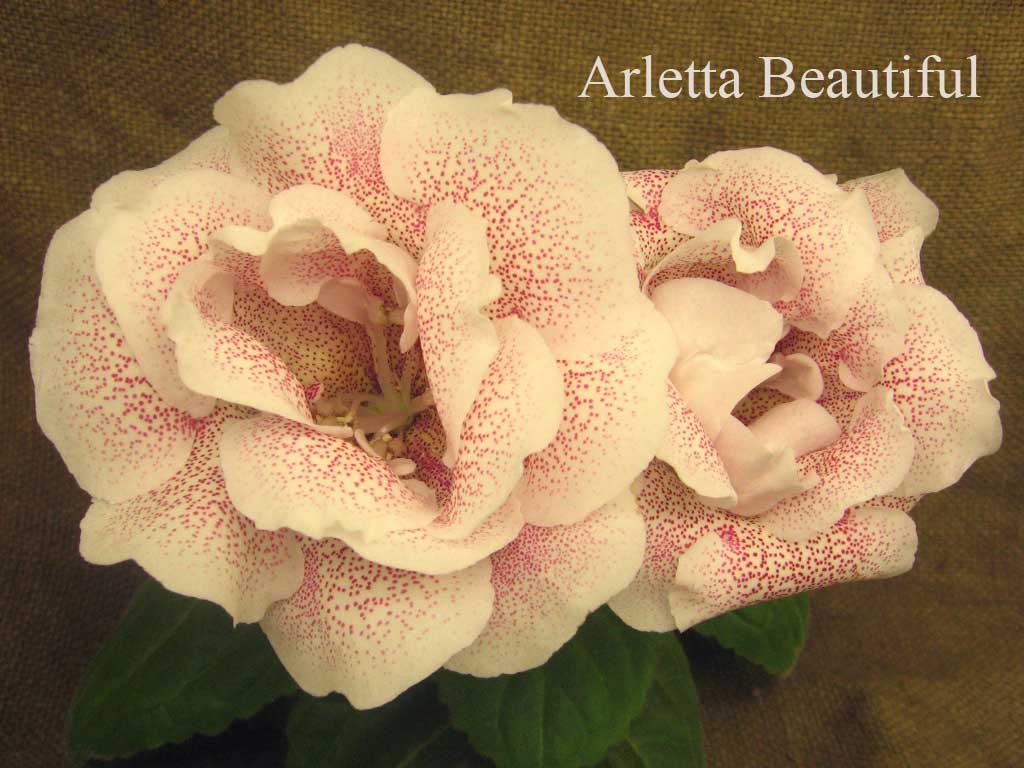  Arletta Beautiful 