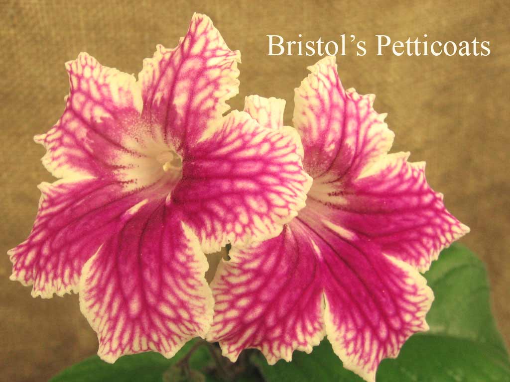  Bristols  Petticoats 
