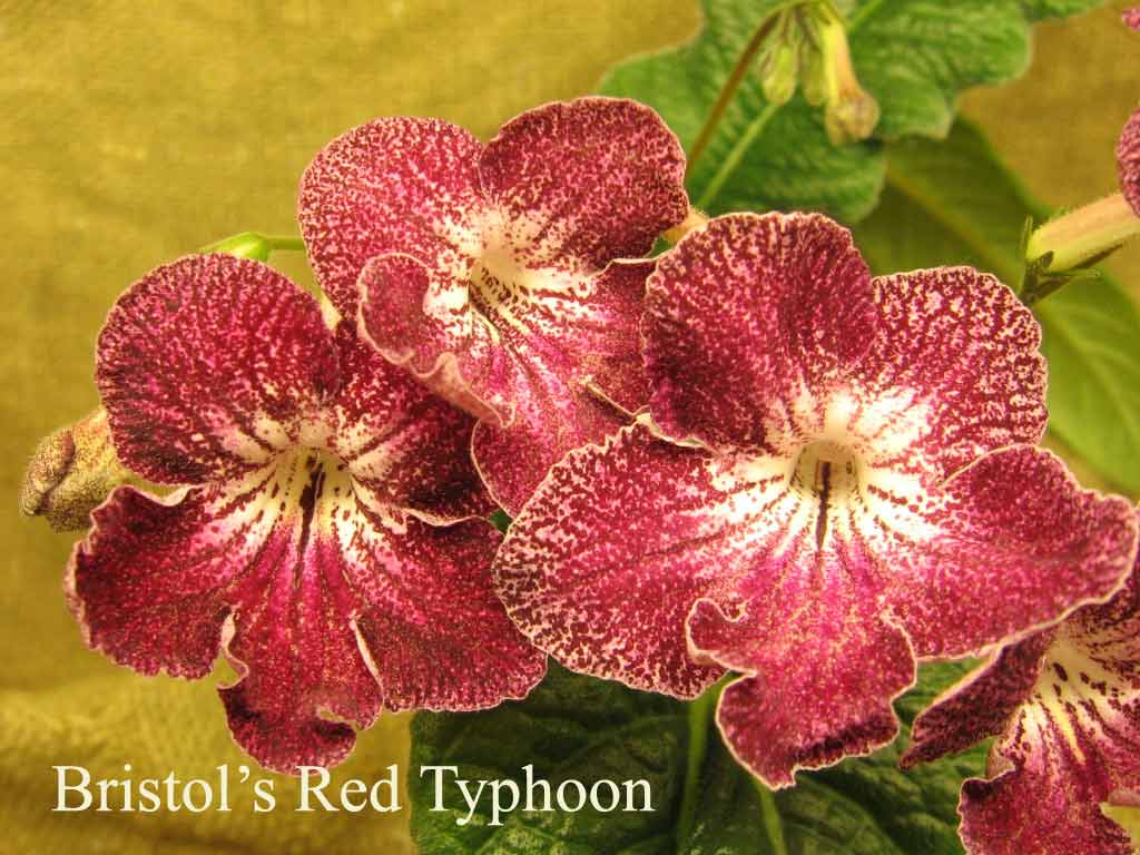  Bristols  Red Tyfun 