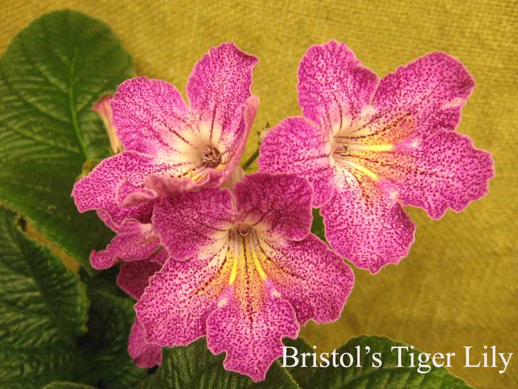  Bristols  Tiger Lily 