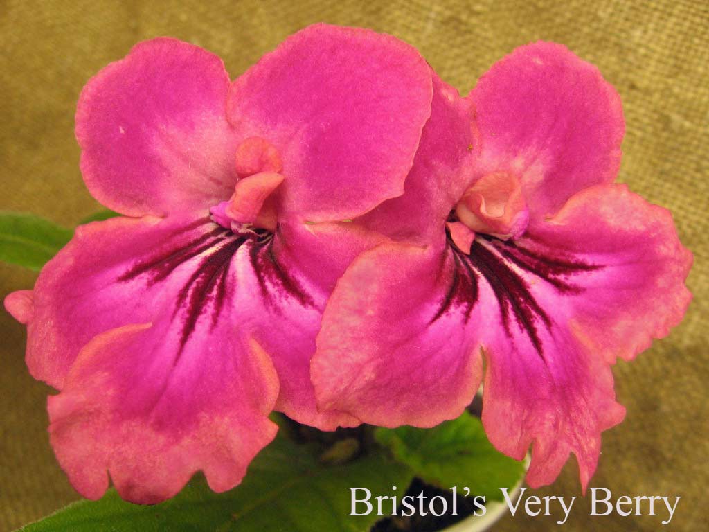  Bristols  Very Bery 