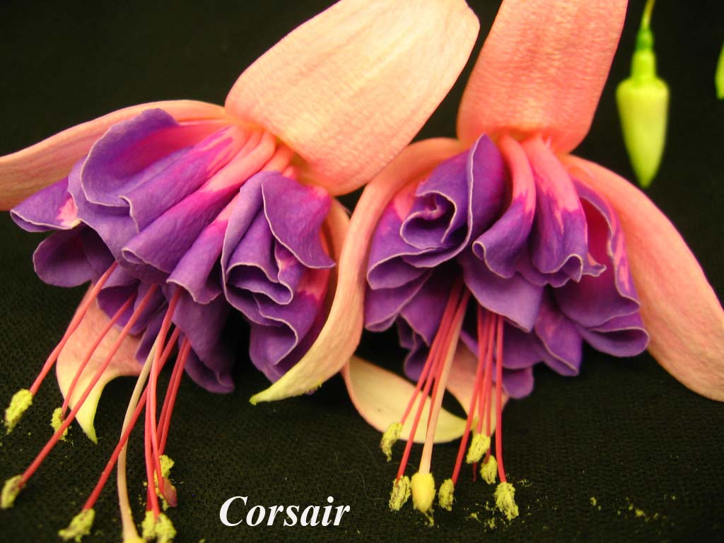  Corsair 