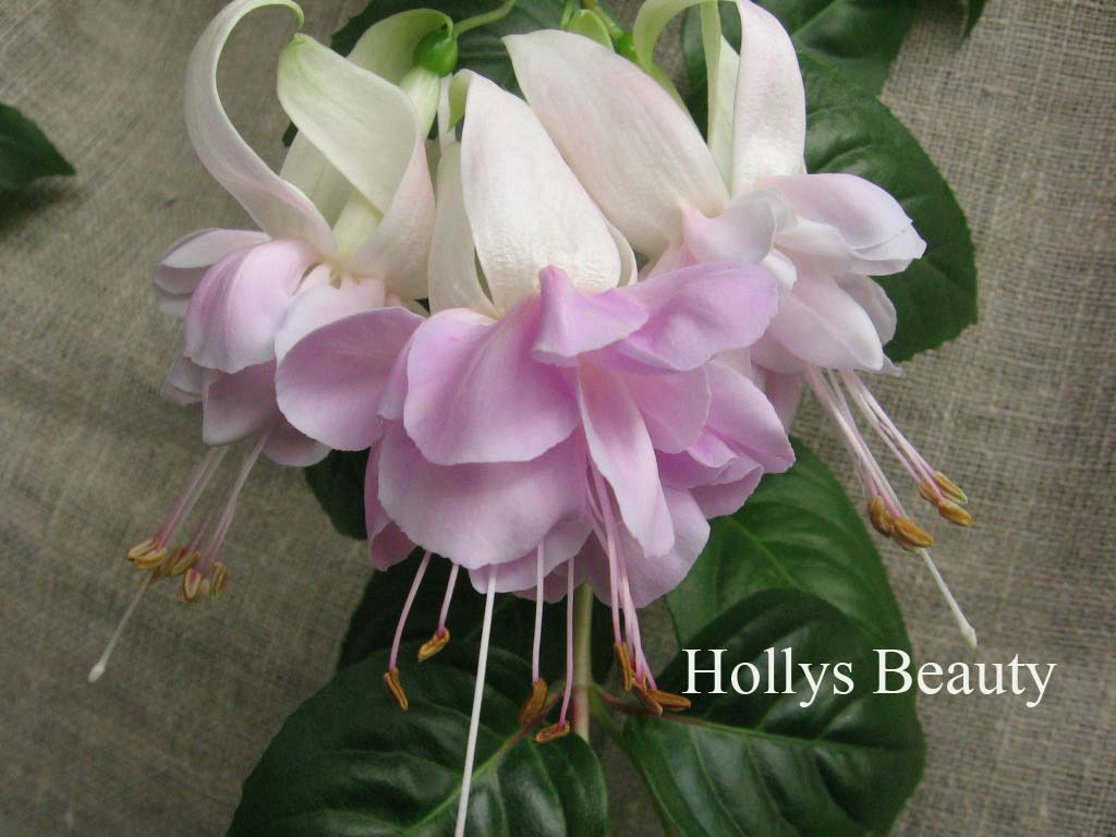  Hollys Beauty 