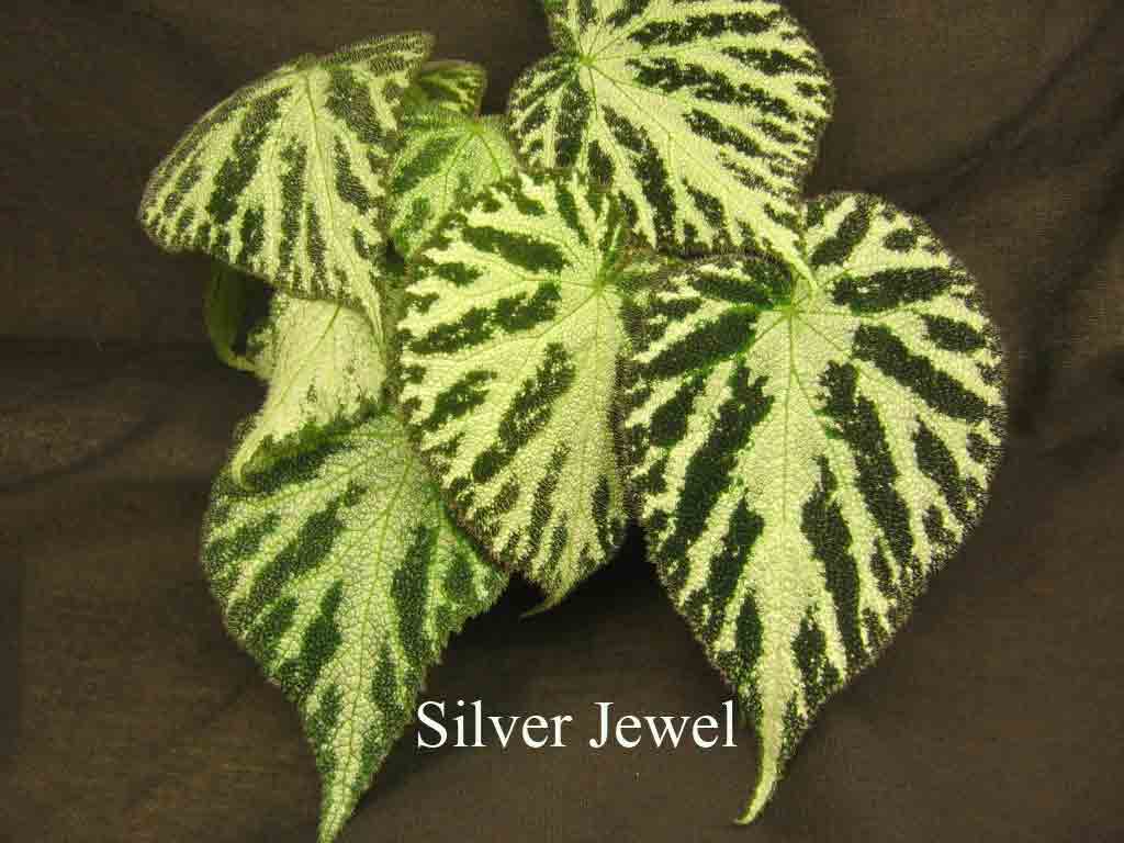  Silver Jewel 