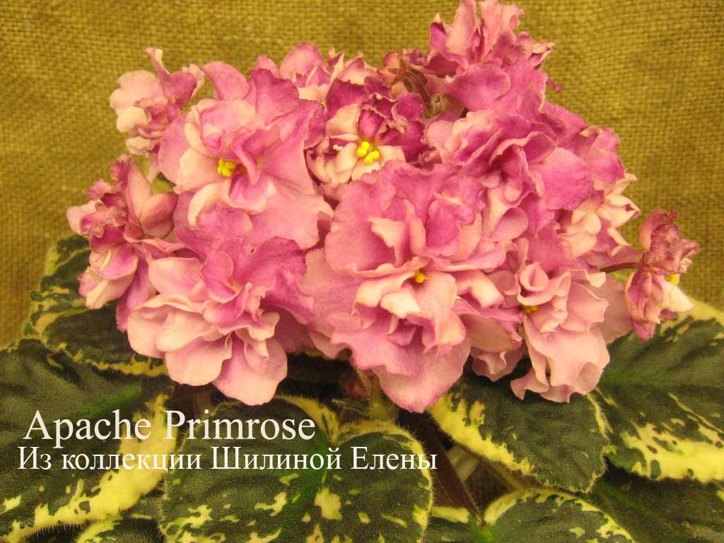  Apache Primrose 