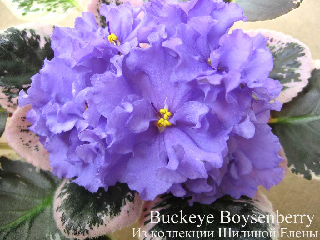  Buckeye Boysenberry 