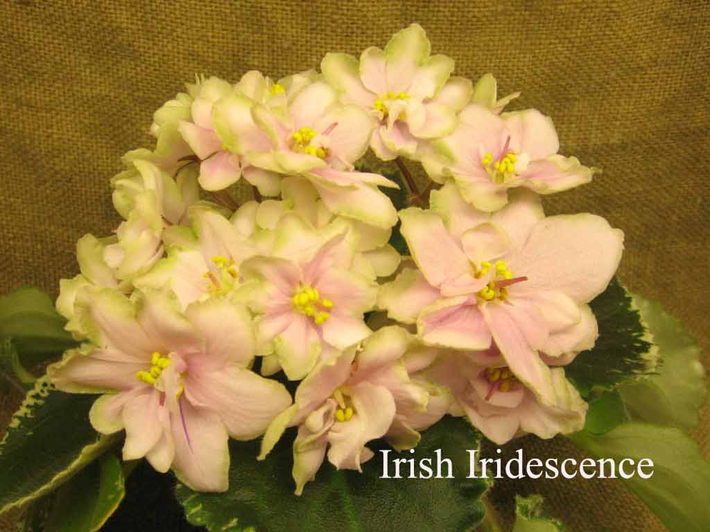  Irish Iridescence 
