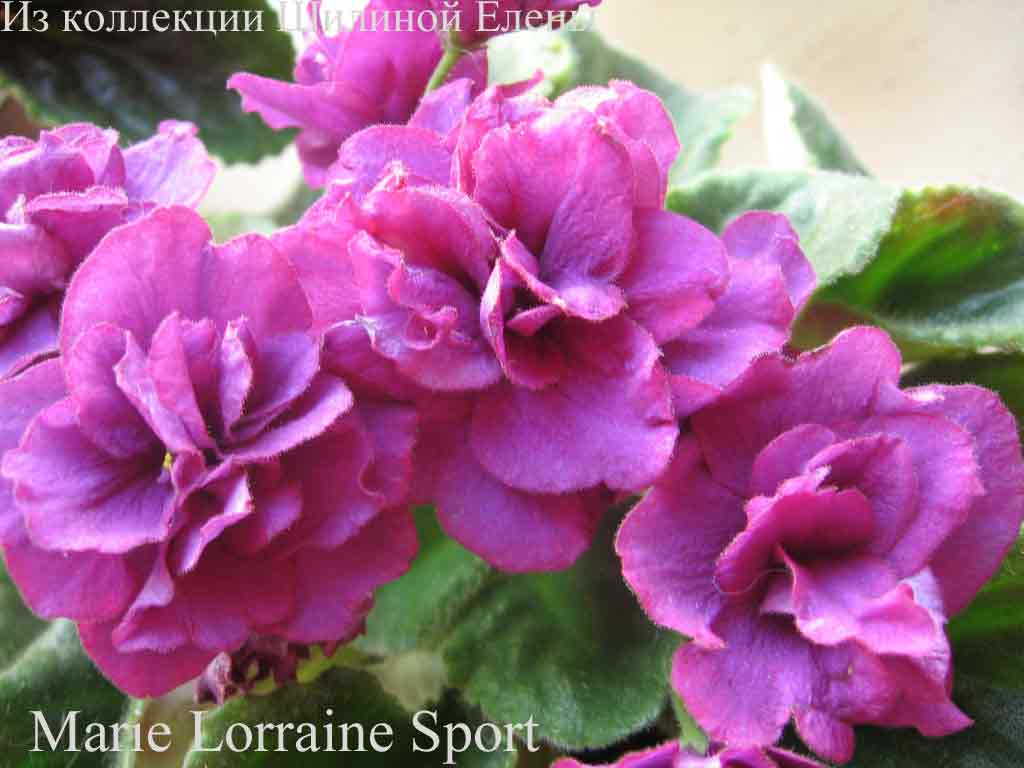  Marie Lorraine Sport 