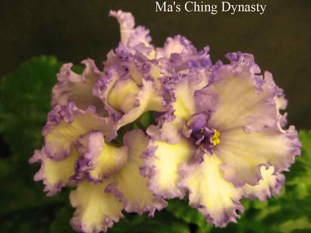  Ma's Ching Dynasty 