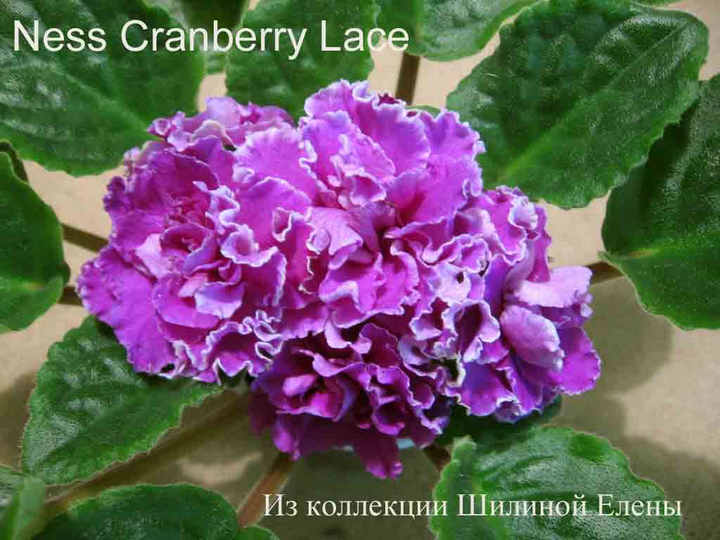  Ness Cranberry Lace 