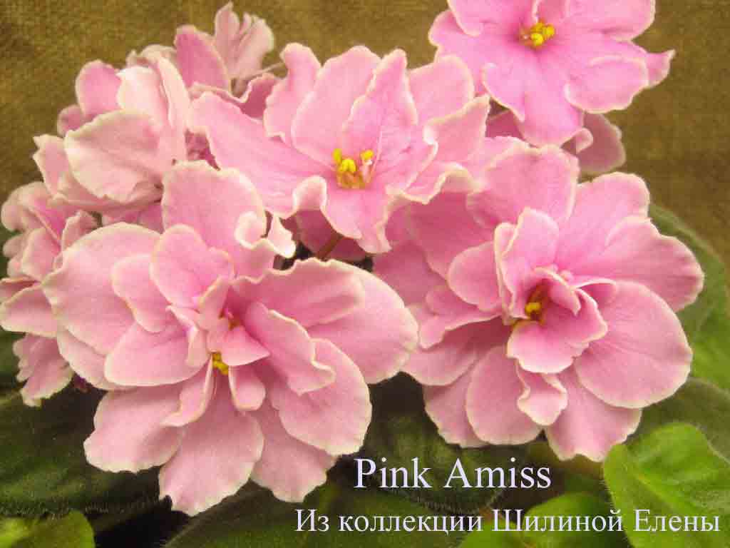  Pink Amiss 