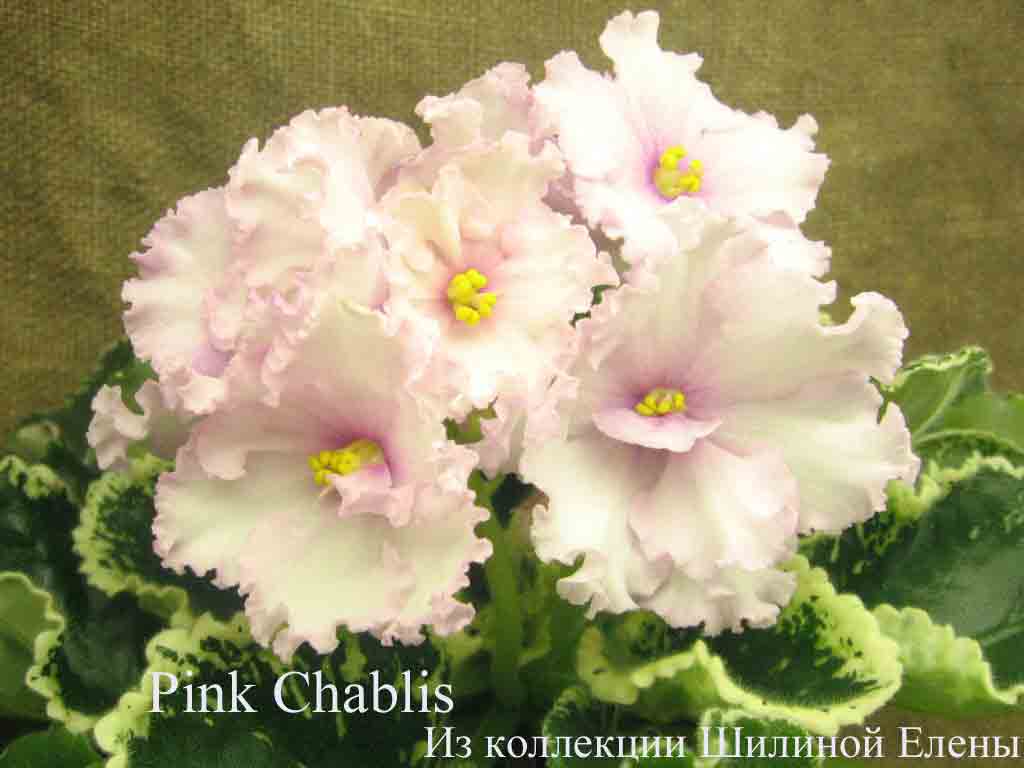  Pink Chablis 