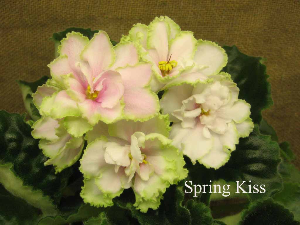  Spring Kiss 
