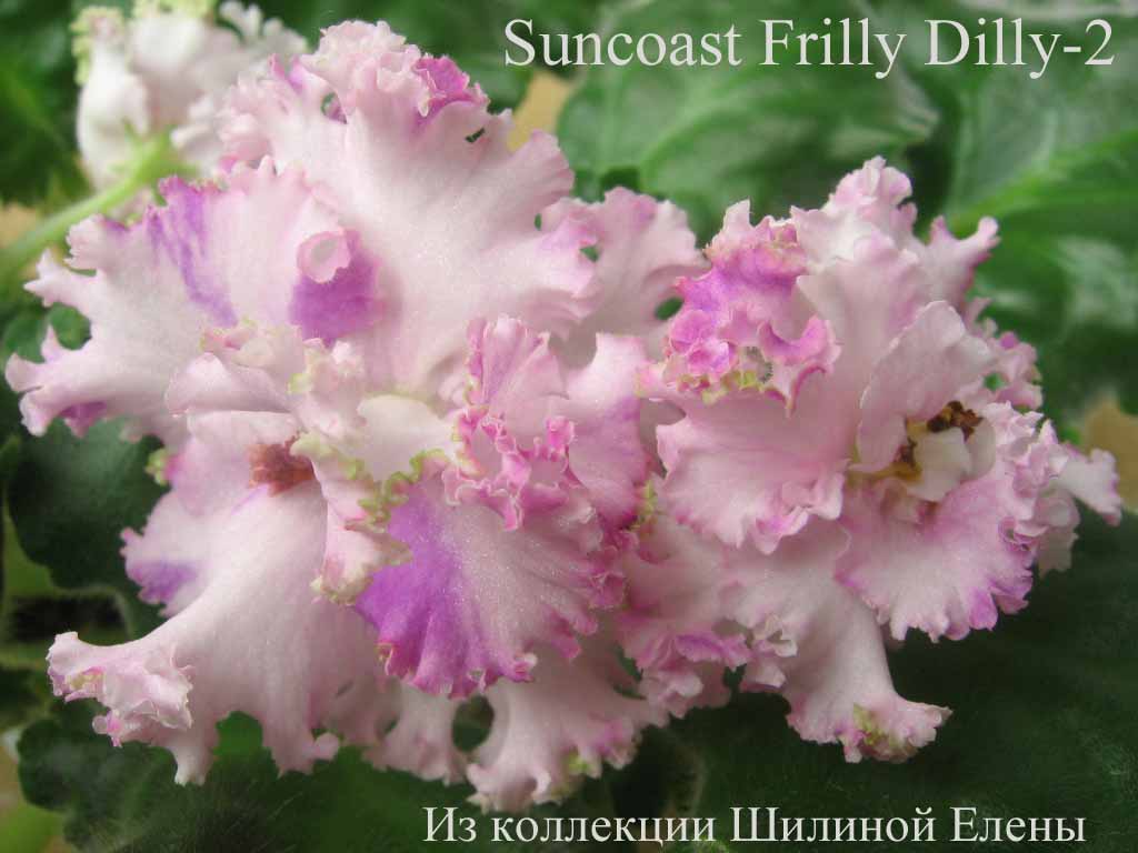  Suncoast Frilly Dilly-2 