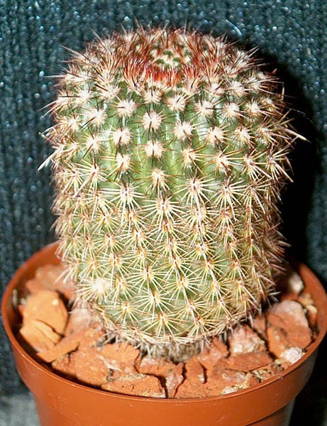 Notocactus 